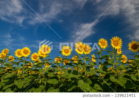Sunflowers Blooming Under Dramatic Blue Sky Sunflowers Blooming Under Dramatic Blue Sky 139621451