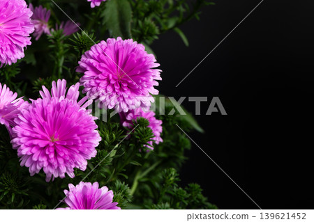 Pink Aster Flowers Blooming on Dark Background Pink Aster Flowers Blooming on Dark Background 139621452