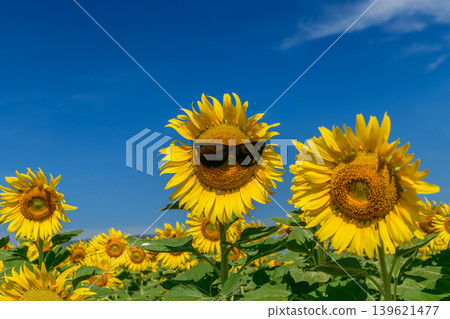 Funny Sunflower Wearing Sunglasses in Sunny Field Funny Sunflower Wearing Sunglasses in Sunny Field 139621477
