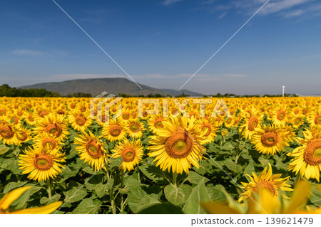 Sunflower Field with Mountain Background and Clear Blue Sky 139621479