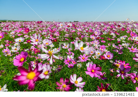 Pink and White Cosmos Flower Field Under Blue Sky Pink and White Cosmos Flower Field Under Blue Sky 139621481
