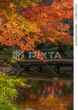 Autumn leaves (Koishikawa Korakuen) Autumn leaves (Koishikawa Korakuen) 139621521