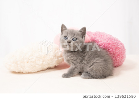 White back and chartreux kitten White back and chartreux kitten 139621580