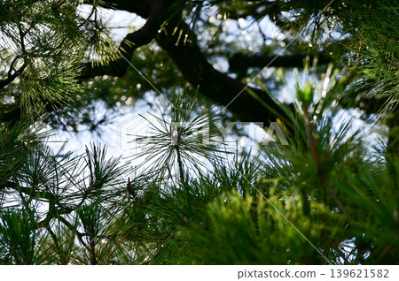 Close-up of trees with green leaves in the Japanese gardern in nijo jo castle, Kyoto, Japan. World Heritage Site, Background landscape of the beauty of Nijo Castle at sunny day. Nature Background. Close-up of trees with green leaves in the Japanese gardern in nijo jo castle, Kyoto, Japan. World Heritage Site, Background landscape of the beauty of Nijo Castle at sunny day. Nature Background. 139621582