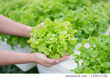 Hands Holding Fresh Green Oak Lettuce in Hydroponic Farm, Healthy Organic Food Concept Hands Holding Fresh Green Oak Lettuce in Hydroponic Farm, Healthy Organic Food Concept 139621586
