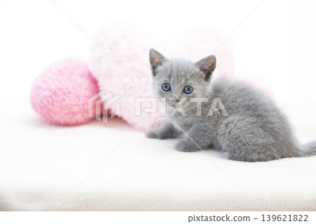 White back and chartreux kitten White back and chartreux kitten 139621822