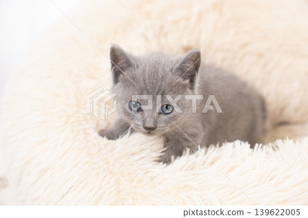 A Chartreux kitten in a bed against a white background. A Chartreux kitten in a bed against a white background. 139622005