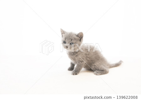 White back and chartreux kitten White back and chartreux kitten 139622008