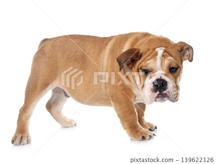 young english bulldog 139622126