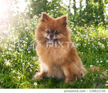 young pomeranian in nature young pomeranian in nature 139622130