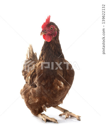 brown chicken in studio brown chicken in studio 139622132