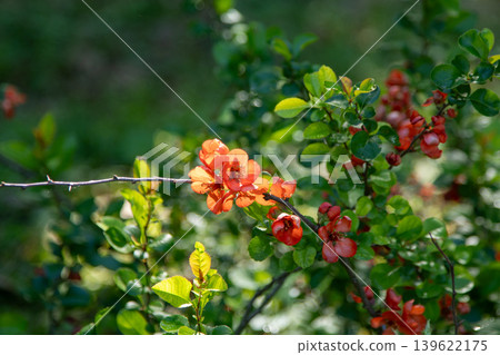 Japanese Quince Branch with Orange Flowers in Spring Garden Sunny Day Floral Background 139622175