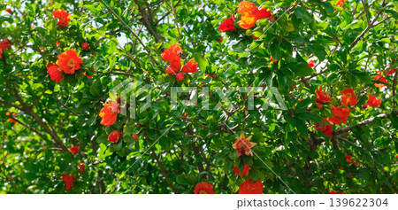 Blooming Pomegranate Tree with Vibrant Orange Flowers and Green Leaves 139622304
