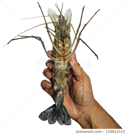 Fresh giant river prawn macrobrachium rosenbergii held in hand on white background showing ventral view and long blue legs. Fresh giant river prawn macrobrachium rosenbergii held in hand on white background showing ventral view and long blue legs. 139622315
