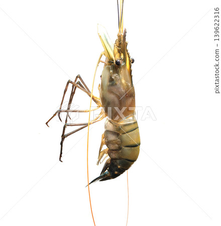 Fresh jumbo tiger prawn hanging vertically on a line, isolated on a pristine white background. Fresh jumbo tiger prawn hanging vertically on a line, isolated on a pristine white background. 139622316