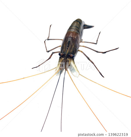 Giant river prawn Macrobrachium rosenbergii on white background studio shot. Giant river prawn Macrobrachium rosenbergii on white background studio shot. 139622319