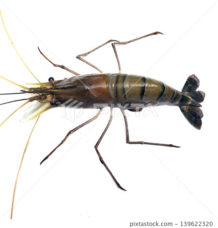Giant river prawn Macrobrachium rosenbergii on white background studio shot. Giant river prawn Macrobrachium rosenbergii on white background studio shot. 139622320