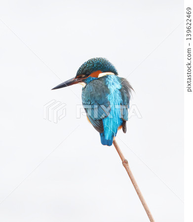 Vibrant Kingfisher, Alcedo atthis Bird Perched On Bare Branch Over Soft Neutral Background Vibrant Kingfisher, Alcedo atthis Bird Perched On Bare Branch Over Soft Neutral Background 139622469
