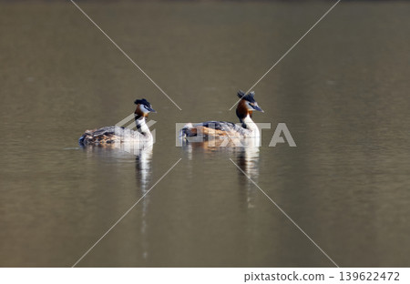 Two Great Crested Grebes Swimming In Calm Water Two Great Crested Grebes Swimming In Calm Water 139622472