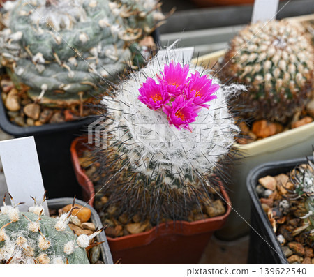 Mammillaria schwarzii cactus with delicate pink flowers Mammillaria schwarzii cactus with delicate pink flowers 139622540