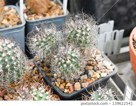 A shrub cactus of the mammillaria family, characterized by a dense tangle of long thorns A shrub cactus of the mammillaria family, characterized by a dense tangle of long thorns 139622541