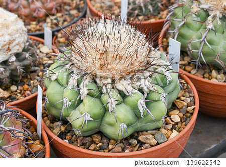 Cactus discocactus crystallophilus, topped with a thick, hairy head with beige fluff Cactus discocactus crystallophilus, topped with a thick, hairy head with beige fluff 139622542
