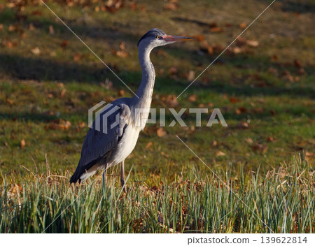 Grey Heron Standing In Sunlit Grass At Royal Game Reserve Grey Heron Standing In Sunlit Grass At Royal Game Reserve 139622814