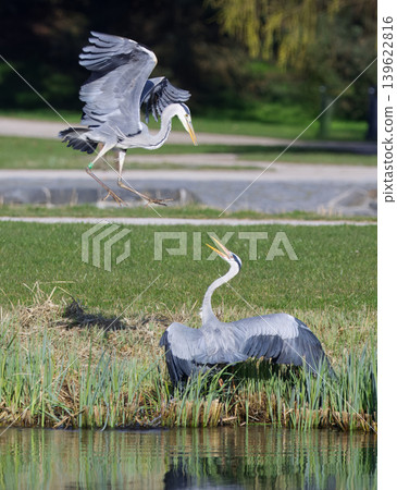 Territorial Dispute Between Grey Herons In Stromovka Park Territorial Dispute Between Grey Herons In Stromovka Park 139622816