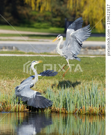 Grey Herons in territorial dispute by a park pond 139622817