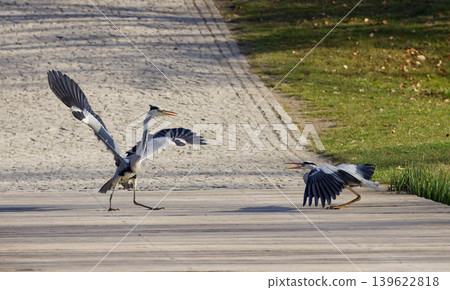 Grey herons in territorial dispute at Stromovka park Prague Grey herons in territorial dispute at Stromovka park Prague 139622818