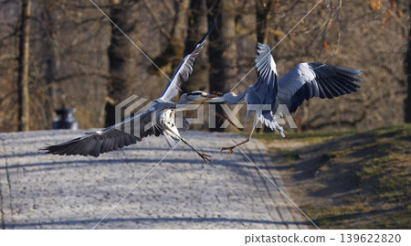 Two Grey Herons fighting in flight at Stromovka park 139622820