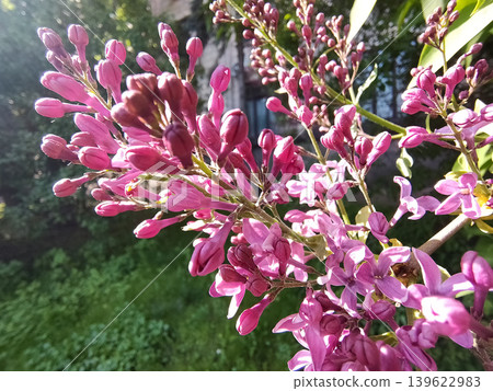 Close-up of common lilac (Syringa vulgaris) with purple flowers in bloom on branch, soft green blurred background, natural spring scene in Greece. Close-up of common lilac (Syringa vulgaris) with purple flowers in bloom on branch, soft green blurred background, natural spring scene in Greece. 139622983