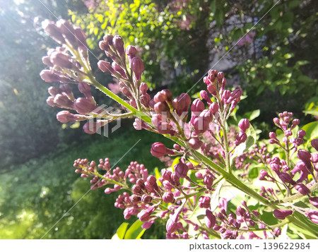 Close-up of common lilac (Syringa vulgaris) with purple flowers in bloom on branch, soft green blurred background, natural spring scene in Greece. Close-up of common lilac (Syringa vulgaris) with purple flowers in bloom on branch, soft green blurred background, natural spring scene in Greece. 139622984