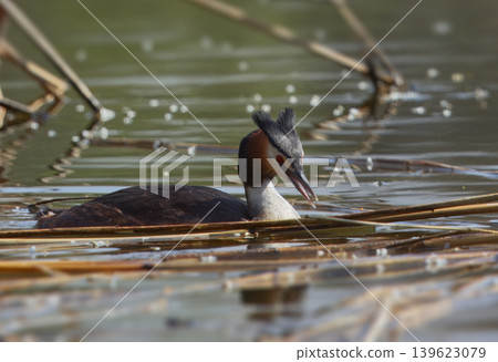 Great crested grebe swimming among reeds on pond Great crested grebe swimming among reeds on pond 139623079