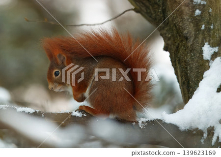 Red Squirrel Sitting on Snowy Tree Branch in Stromovka Park Prague Red Squirrel Sitting on Snowy Tree Branch in Stromovka Park Prague 139623169