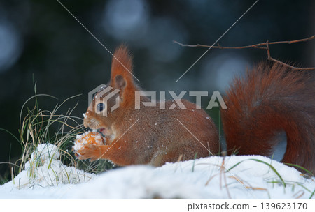 Red Squirrel Eating Nut in Winter Snow at Stromovka Park Prague Red Squirrel Eating Nut in Winter Snow at Stromovka Park Prague 139623170