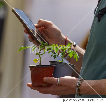 Customer holding tomato seedlings and smartphone at farmers market Customer holding tomato seedlings and smartphone at farmers market 139623174