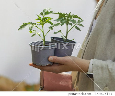Woman buying tomato seedlings at Prague farmers market Woman buying tomato seedlings at Prague farmers market 139623175