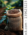 Large bag of fresh coffee beans beside coffee plants on farm field in bright sunlight 139623223