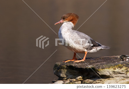 Female Goosander Standing on Rock in Stromovka Female Goosander Standing on Rock in Stromovka 139623275
