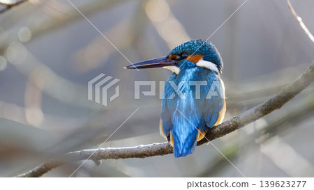 Common Kingfisher Portrait on Branch in Stromovka 139623277