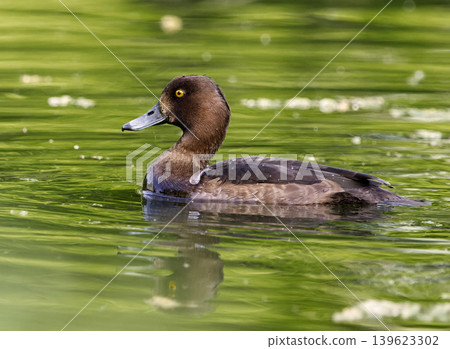 Female tufted duck, Aythya fuligula swimming on green pond water Female tufted duck, Aythya fuligula swimming on green pond water 139623302