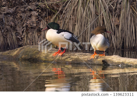 Goosander Couple On A Log In Stromovka Royal Reserve Goosander Couple On A Log In Stromovka Royal Reserve 139623311