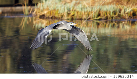 Grey Heron Flying Low Over Water in Stromovka Grey Heron Flying Low Over Water in Stromovka 139623314