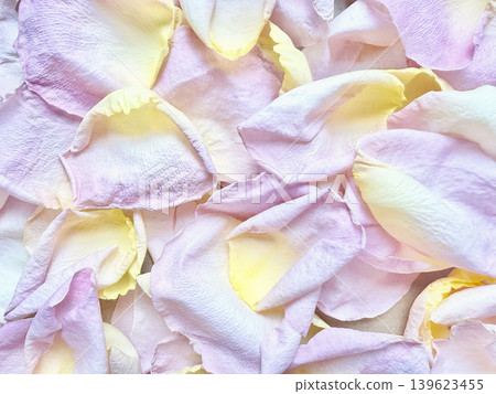 delicate pastel pink yellow rose petals macro texture romantic background delicate pastel pink yellow rose petals macro texture romantic background 139623455