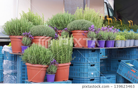Fresh potted herbs on crates at Prague farmers market Fresh potted herbs on crates at Prague farmers market 139623463