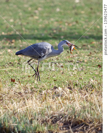 Grey Heron Carrying Fish in Stromovka Meadow 139623477