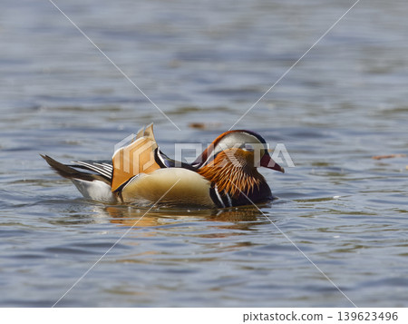 Colorful male mandarin duck swimming on rippling pond water Colorful male mandarin duck swimming on rippling pond water 139623496