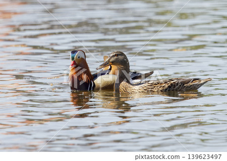 Colorful male mandarin duck swimming with female mallard Colorful male mandarin duck swimming with female mallard 139623497