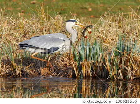 Grey heron catching European perch in Stromovka park Prague 139623510